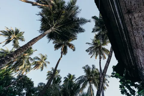 Palm Trees 4K Wallpaper · tropical · 3840×2560