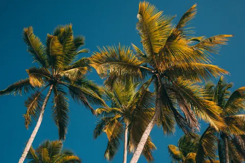 Palm Trees 4K Wallpaper · tropical · 3840×2563