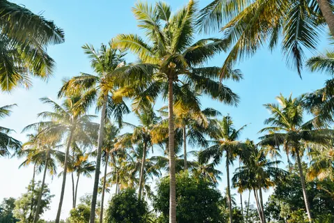 棕榈树 4K壁纸 · tropical · 3840×2560
