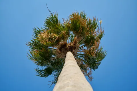 Palm Trees 4K Wallpaper · tropical · 3840×2561