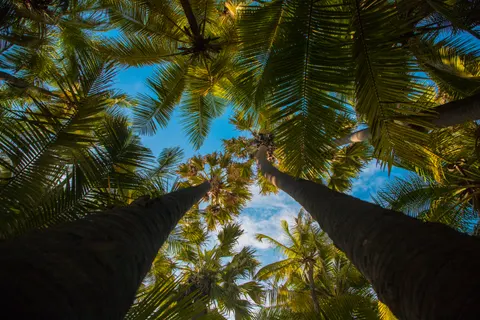 Palm Trees 4K Wallpaper · tropical · 3840×2560