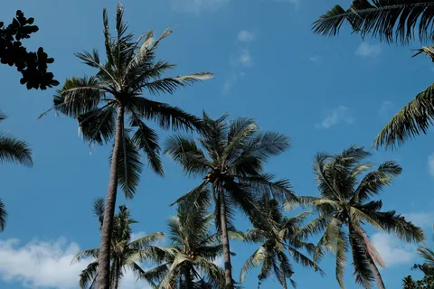 Palm Trees 4K Wallpaper · tropical · 3840×2560