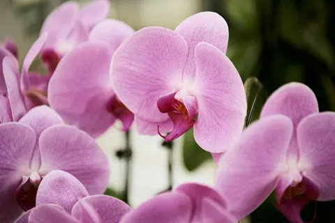 Tapeta Orchidea 4K · flowers · 3840×2560