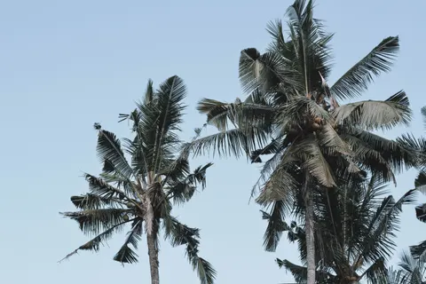 Palm Trees 4K Wallpaper · tropical · 3840×2560