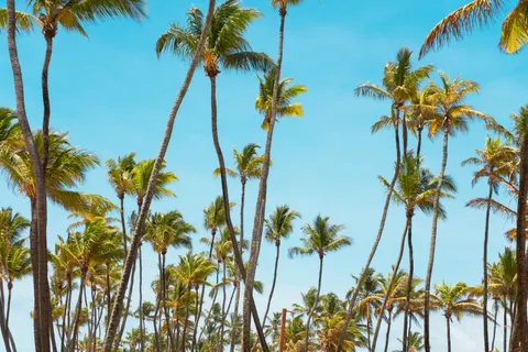 Palm Trees 4K Wallpaper · tropical · 3840×2560