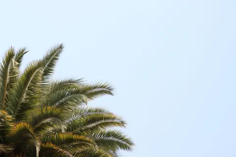 والپیپر نخل‌های استوایی با کیفیت 4K · tropical · 3840×2560