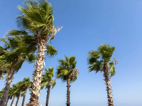 Palm Trees 4K Wallpaper · tropical · 3840×2880
