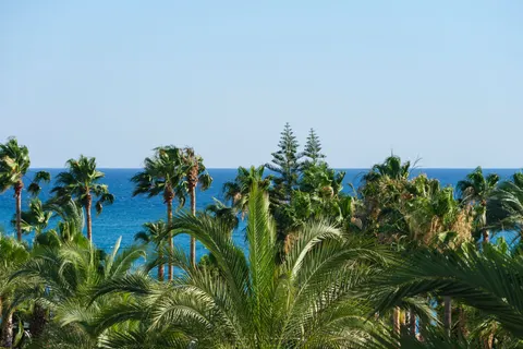 Palm Trees 4K Wallpaper · tropical · 3840×2560