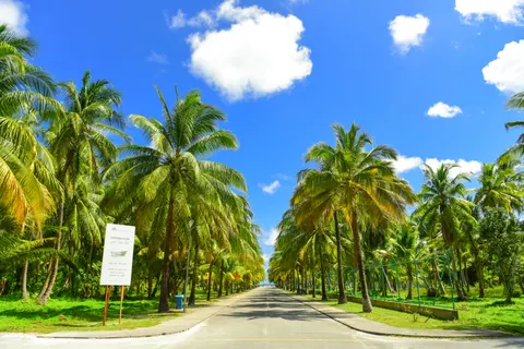 Palm Trees 4K Wallpaper · tropical · 3840×2563