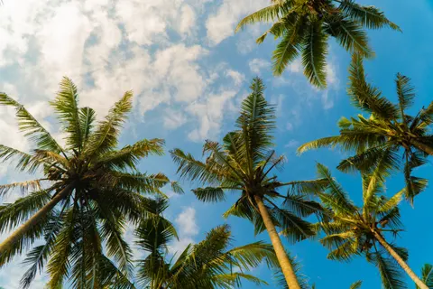 Palmen 4K Hintergrundbild · tropical · 3840×2560