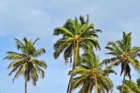 棕榈树影 4K壁纸 · tropical · 3840×2560