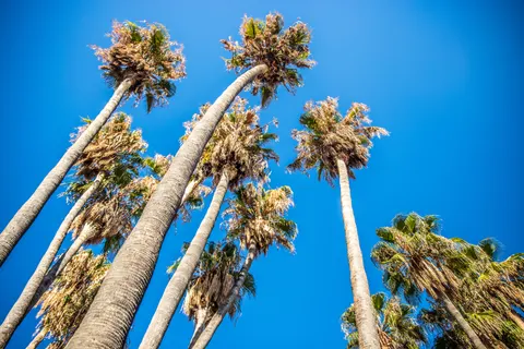 Palm Trees 4K Wallpaper · tropical · 3840×2560