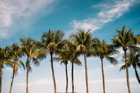 Palm Trees 4K Wallpaper · tropical · 3840×2560