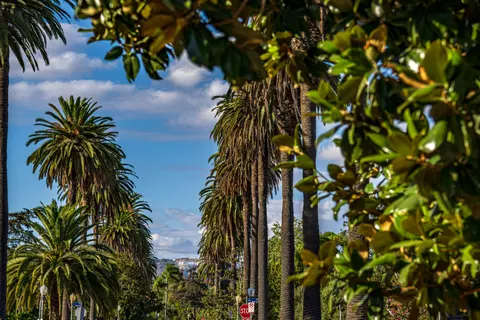 Palm Trees 4K Wallpaper · tropical · 3840×2560