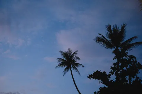 Обои Пальмы 4K · tropical · 3840×2560