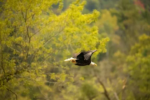 उड़ता बाज़ 4K वॉलपेपर · birds · 3840×2560
