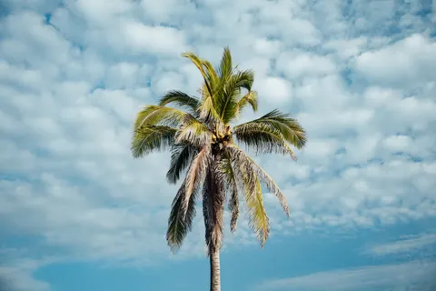 Palm Trees 4K Wallpaper · tropical · 3840×2560