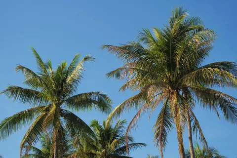 Tapeta Tropikalne Palmy 4K · tropical · 3840×2560