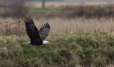Fliegender Adler 4K Hintergrundbild · birds · 3840×2268