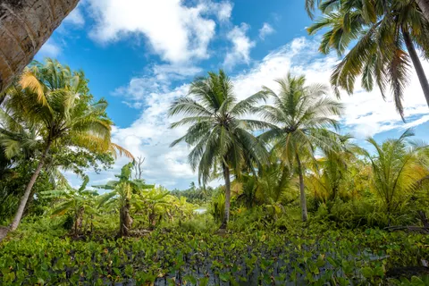 Tapeta Tropikalne Palmy 4K · tropical · 3840×2563
