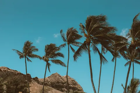 Palm Trees 4K Wallpaper · tropical · 3840×2560