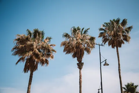 والپیپر نخل‌های استوایی با کیفیت 4K · tropical · 3840×2560