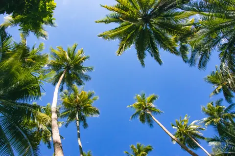 Palm Trees 4K Wallpaper · tropical · 3840×2560