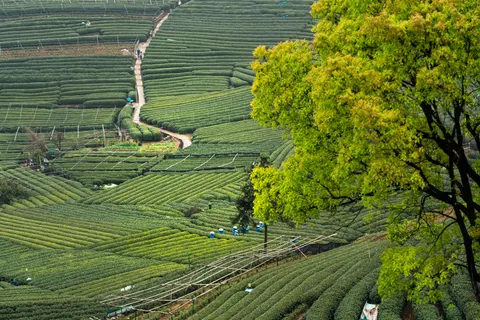 Tea Plantation 4K Wallpaper · nature · 3840×2560