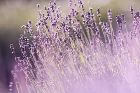 خلفية حقل الخزامى بدقة 4K · flowers · 3840×2560