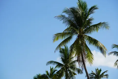 Palm Trees 4K Wallpaper · tropical · 3840×2560