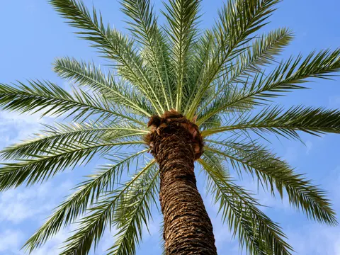 Sfondo Palme Tropicali 4K · tropical · 3840×2880