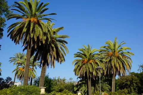 Palm Trees 4K Wallpaper · tropical · 3840×2560