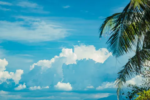 Palm Trees 4K Wallpaper · tropical · 3840×2560