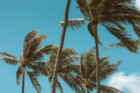 Palm Trees 4K Wallpaper · tropical · 3840×2560