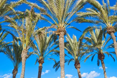 Palm Trees 4K Wallpaper · tropical · 3840×2565