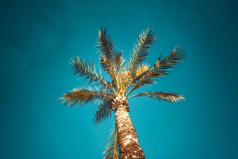 Palm Trees 4K Wallpaper · tropical · 3840×2560