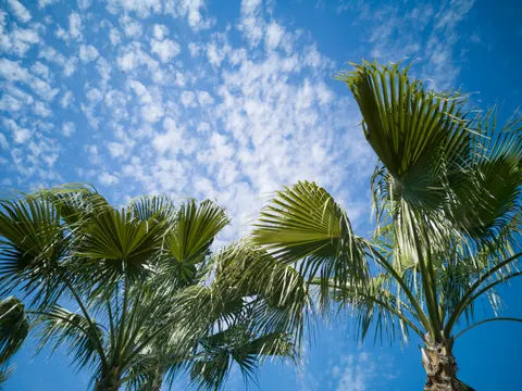 Palm Trees 4K Wallpaper · tropical · 3840×2878