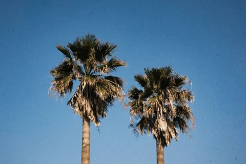 Palm Trees 4K Wallpaper · tropical · 3840×2560