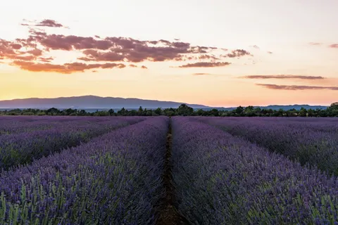 Lavendelfeld 4K Hintergrundbild · flowers · 3840×2560