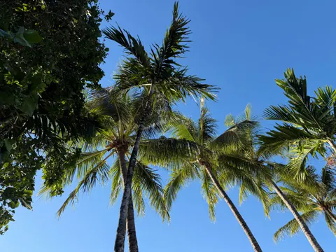 Tapeta Tropikalne Palmy 4K · tropical · 3840×2880