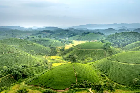 Tea Plantation 4K Wallpaper · nature · 3840×2560