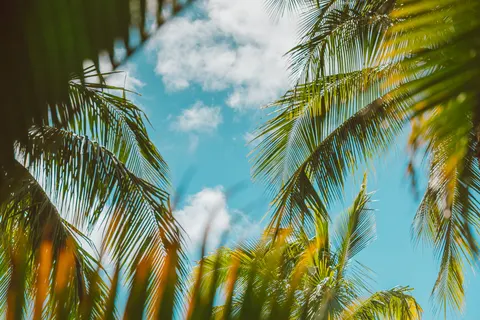 Wallpaper Pohon Palem Tropis 4K · tropical · 3840×2560