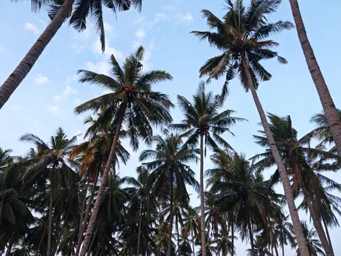 Palm Trees 4K Wallpaper · tropical · 3840×2880