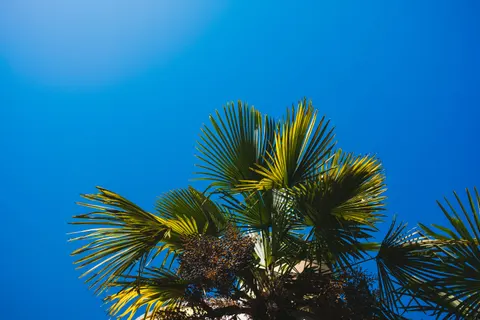 Palm Trees 4K Wallpaper · tropical · 3840×2560