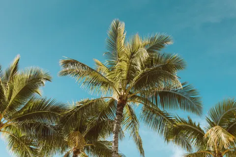 Palm Trees 4K Wallpaper · tropical · 3840×2560