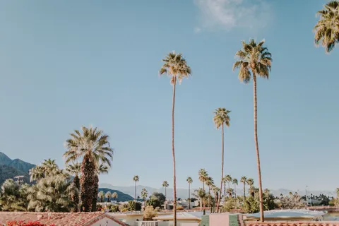 Palm Trees 4K Wallpaper · tropical · 3840×2560