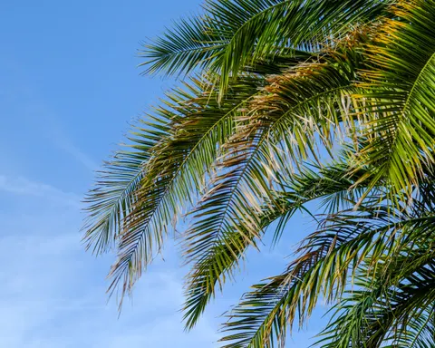 Palm Trees 4K Wallpaper · tropical · 3840×3076