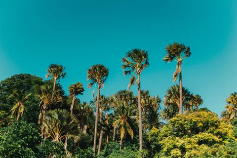 Hình nền Hàng Dừa Nhiệt Đới 4K · tropical · 3840×2560