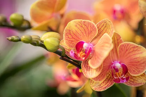 Orchid 4K Wallpaper · flowers · 3840×2560