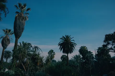 Palm Trees 4K Wallpaper · tropical · 3840×2560